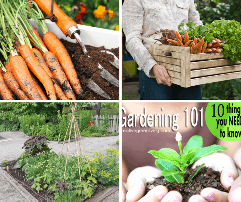 Starting a Garden: A Beginners Guide
