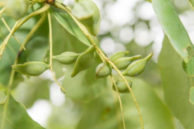 kakadu plums on branch