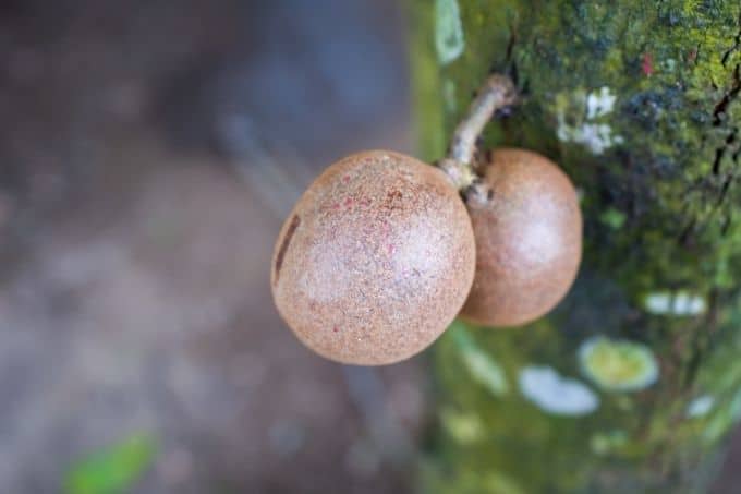 kepel fruit on tree