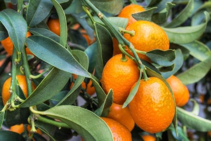 kumquats on tree