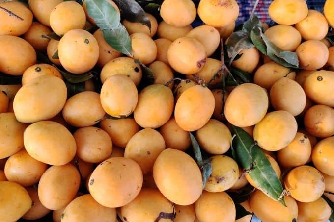 lots of kundang fruit