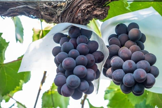 kyoho grapes on vine