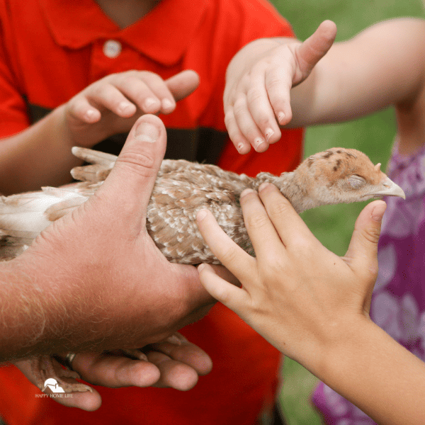kids trying to hold a chicken in a farm