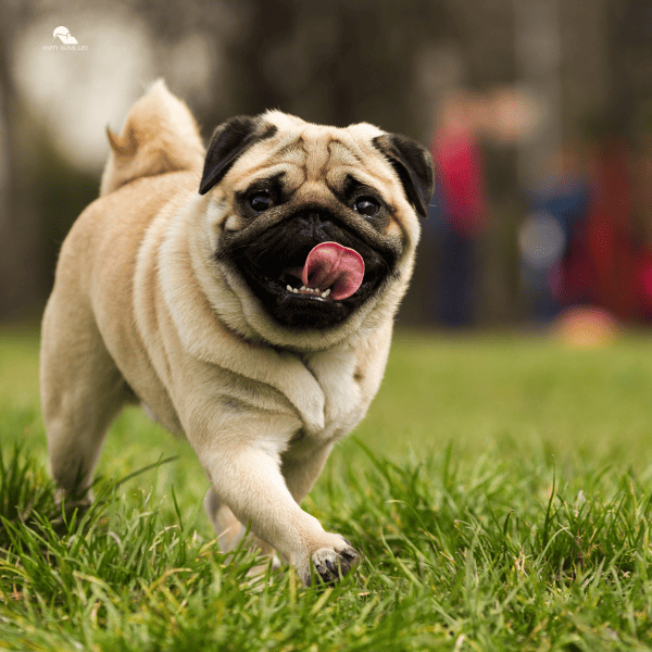 pug dog outdoor