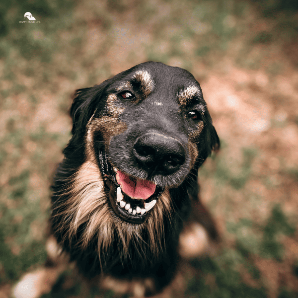 close up photo of a dog