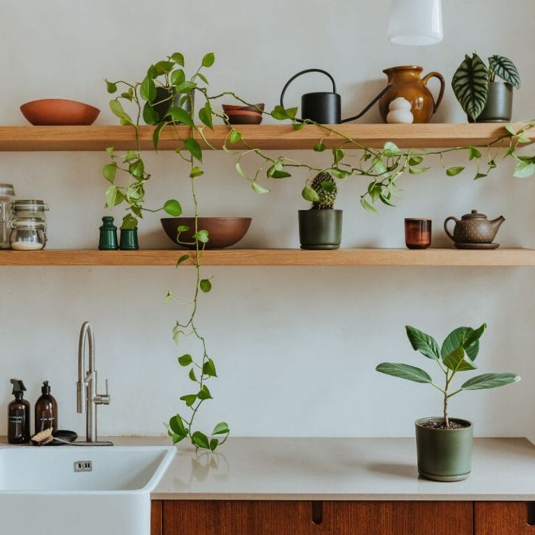 open kitchen shelves with plants
