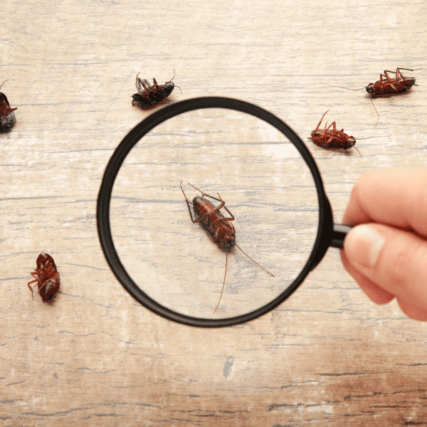 Dead roaches on floor zoomed by magnifying glass.