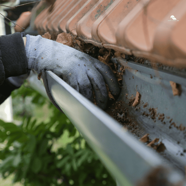 Cleaning the gutter from autumn leaves before winter season