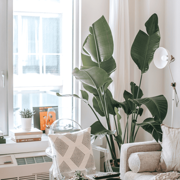 Decorative plant on living room.
