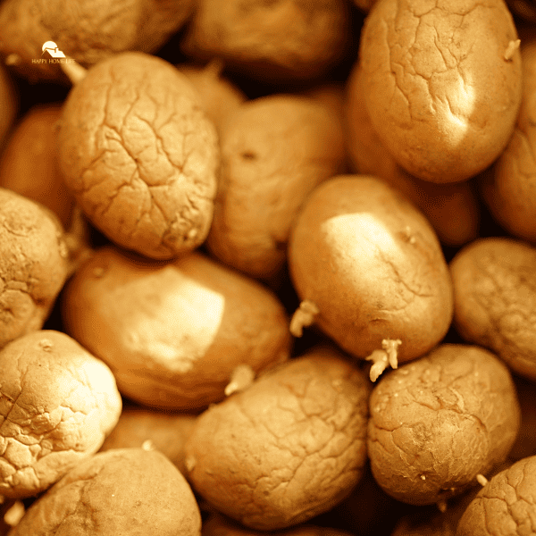 wrinkled potatoes image