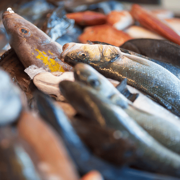 Fishes in fridge