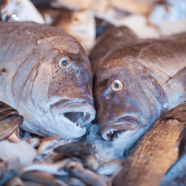 Fishes in fridge