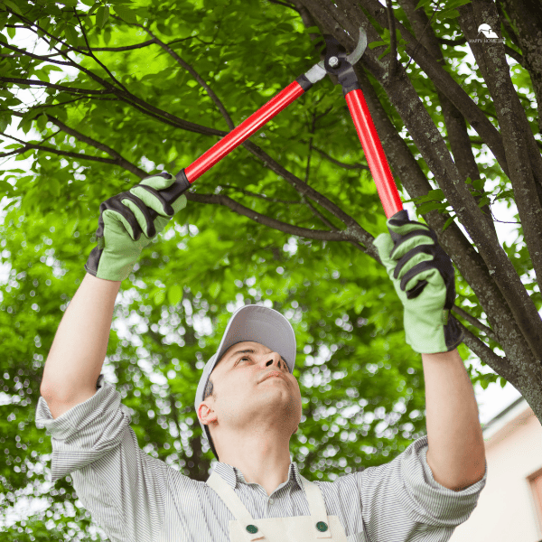 Gardener Pruning a Tree